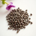 Petunia Seeds