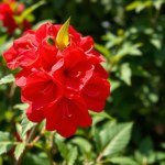 بذور زهرة الختمية (Hibiscus sabdariffa) زهرة الختمية
