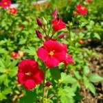 بذور زهرة الختمية (Hibiscus sabdariffa) زهرة الختمية