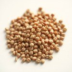 Dahlia Seeds