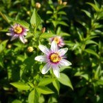 Passion Flower Seeds
