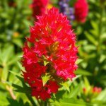 بذور زهرة السيلوسيا (Celosia argentea)