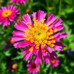 Cornflower Seeds