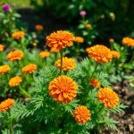 Tagetes Seeds