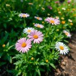 بذور زهرة المارجريت (Argyranthemum frutescens)