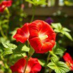 بذور زهرة المدنة (Morning Glory Seeds) الاسم العلمي: Ipomoea purpurea