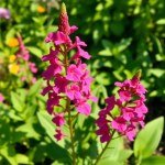 بذور زهرة سلفيا MIX (Salvia splendens) زهرة السلفيا