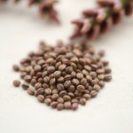 بذور زهرة سلفيا MIX (Salvia splendens) زهرة السلفيا