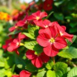 بذور زهرة عنبر السلطان (Impatiens walleriana) عنبر السلطان