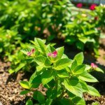 بذور زهرة عنبر السلطان (Impatiens walleriana) عنبر السلطان
