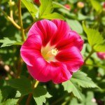 بذور زهرة الجيلاردا (عنبر كشميري) (Gaillardia aristata)