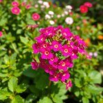 Verbena Seeds