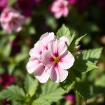 بذور زهرة فلوكس (Phlox paniculata)