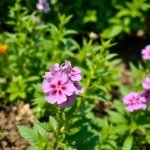 بذور زهرة فلوكس (Phlox paniculata)