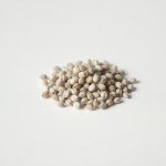 بذور زهرة فلوكس (Phlox paniculata)