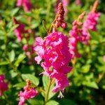 بذور زهرة فم السمكة (Antirrhinum majus)