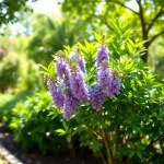 Seeds (Jacaranda mimosifolia) 100 Seed