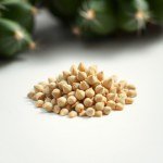 بذور صبار ميكس (Cactaceae spp.) صبار ميكس 10 بذور