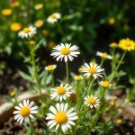 بذور عشبة البابونج (Matricaria chamomilla) البابونج