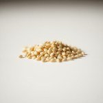 بذور عشبة البابونج (Matricaria chamomilla) البابونج