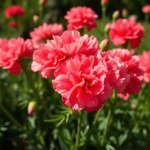 بذور قرنفل أمريكي (Dianthus caryophyllus) قرنفل أمريكي
