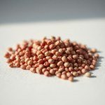 Seeds (Dianthus chinensis)