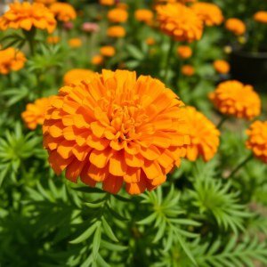 Seeds (Tagetes erecta) 10 Seeds