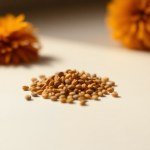 Seeds (Tagetes erecta) 10 Seeds