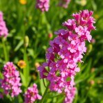 بذور كتان الزهور أحمر (Linum grandiflorum) كتان الزهور أحمر