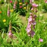 بذور كتان الزهور أحمر (Linum grandiflorum) كتان الزهور أحمر