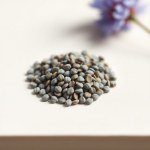 بذور كتان الزهور أحمر (Linum grandiflorum) كتان الزهور أحمر
