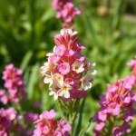 بذور كتان الزهور الأبيض (Linum grandiflorum) كتان الزهور الأبيض
