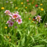 بذور كتان الزهور الأبيض (Linum grandiflorum) كتان الزهور الأبيض