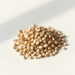 بذور كتان الزهور الأبيض (Linum grandiflorum) كتان الزهور الأبيض