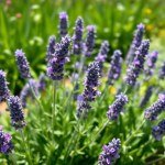 بذور لافندر 100 بذرة (Lavandula angustifolia) لافندر