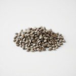بذور لافندر 100 بذرة (Lavandula angustifolia) لافندر