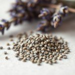 بذور لافندر أمريكي 20 بذرة (Lavandula × intermedia) لافندر أمريكي