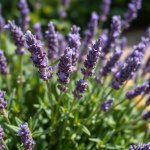بذور لافندر فرنسي 100 بذرة (Lavandula dentata)