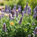 بذور لافندر فرنسي 100 بذرة (Lavandula dentata)
