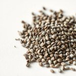 بذور لافندر فرنسي 100 بذرة (Lavandula dentata)