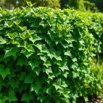 Seeds Flower (Hedera helix)