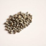 Seeds Flower (Hedera helix)