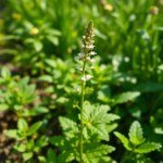 بذور لوبيليا أزرق عراقي (Lobelia erinus) لوبيليا