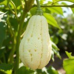 بذور متسلقة اللوف (Luffa aegyptiaca) اللوف