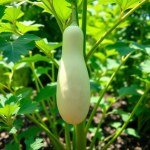 بذور متسلقة اللوف (Luffa aegyptiaca) اللوف