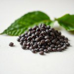Seeds 10 Seeds (Ipomoea purpurea)