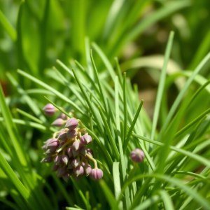 بذور نبات الثوم المعمر (Allium sلـenoprasum) ثوم معمر