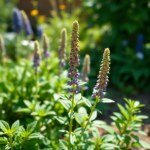 بذور نعناع 20 بذرة Anise Hyssop (Agastache foeniculum) نعناع يانسوني