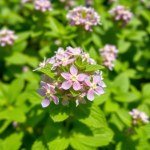 بذور نعناع 20 بذرة Common (Mentha spicata) نعناع بلدي