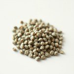 بذور نعناع 20 بذرة Common (Mentha spicata) نعناع بلدي